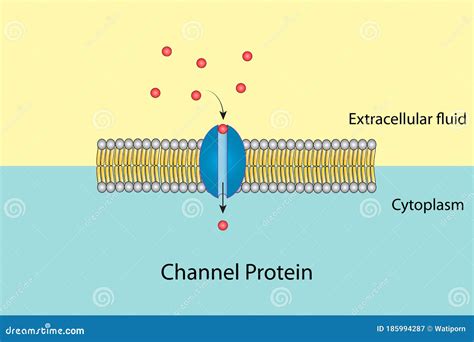 chanel proteins|protein channels explained.